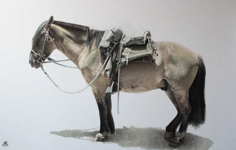 Caballo chileno ensillado, de perfil, sobre fondo blanco.