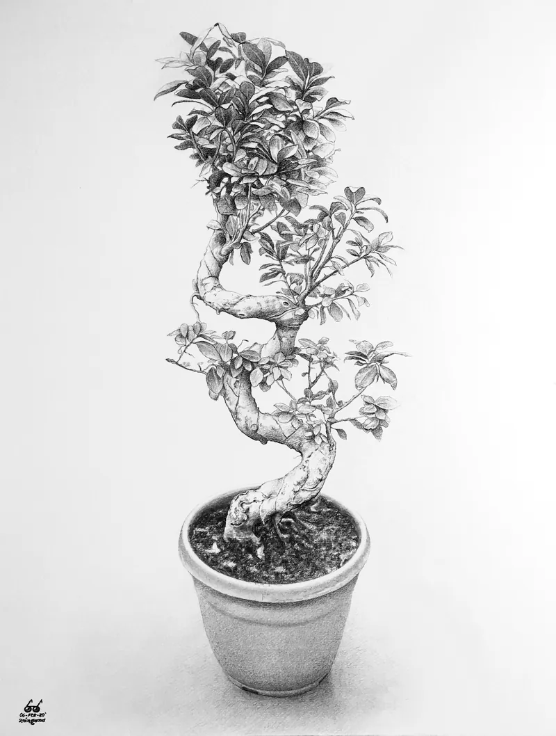 Dibujo a grafito de un bonsái de ficus en una maceta.